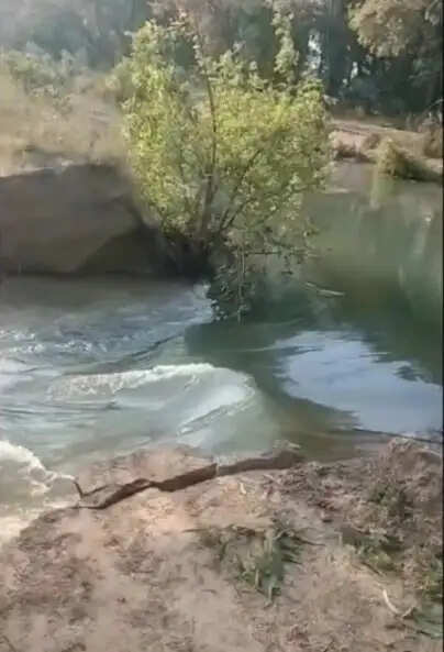 सिरसा: भाखड़ा मैन ब्रांच नहर टूटने से करीब 20 एकड़ फसल जलमग्न