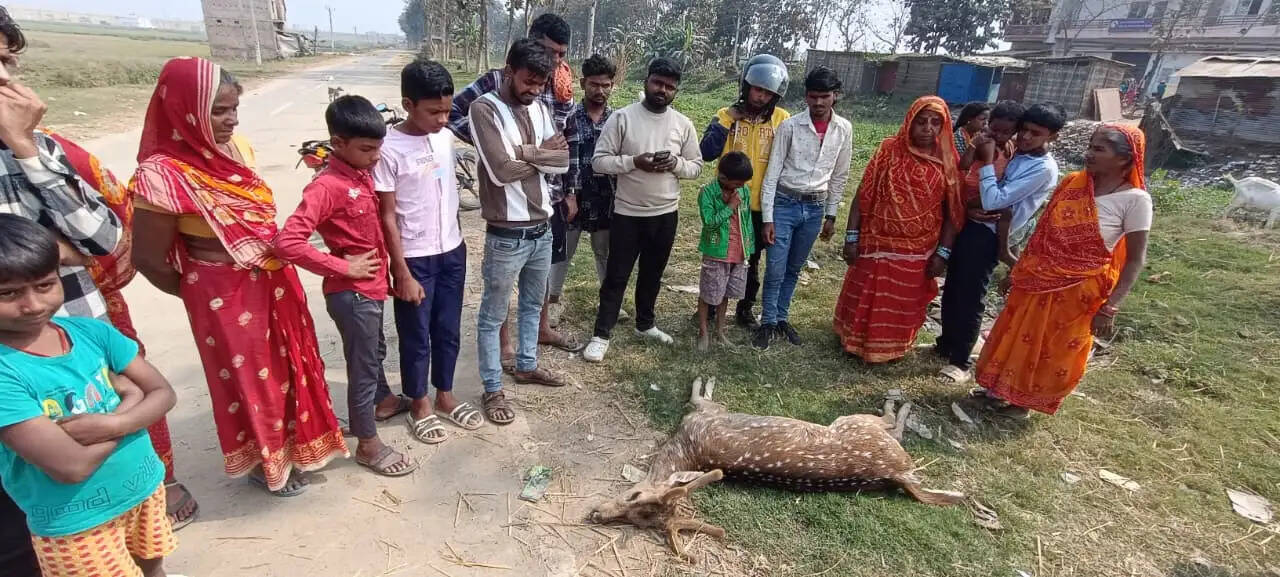 खुद काे बचाने की काेशिश में नहर में डूबने से हिरण की मौत