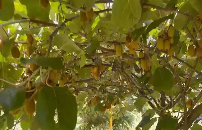 मुख्यमंत्री की योजनाओं से बदली तस्वीर, सेब और कीवी की बागवानी से बने आत्मनिर्भर