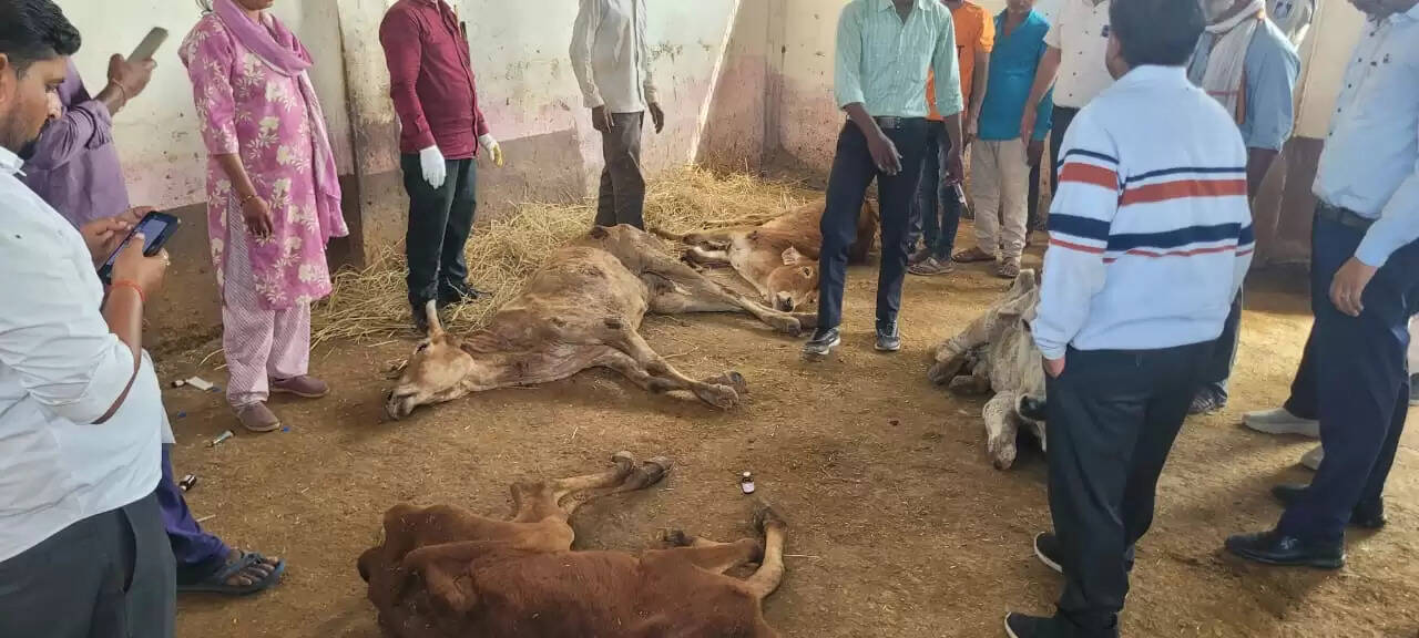 अशोकनगर : मृत और असहाय स्थिति में मिले गौवंश से प्रशासन आया हरकत में