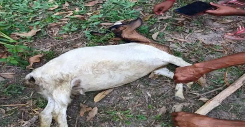 दिनदहाड़े तेंदुए का हमला, बकरी की मौत से दहशत; पिंजरा लगाने की मांग