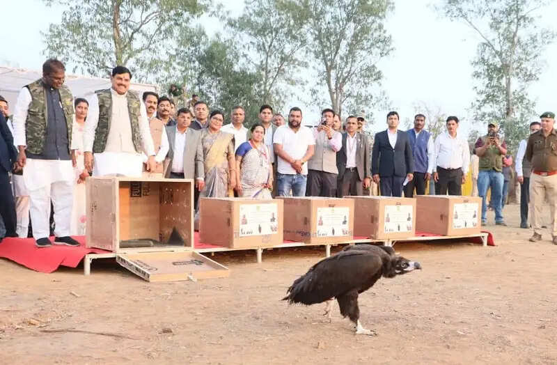 मप्र बना गिद्ध संरक्षण का अंतरराष्ट्रीय केंद्र.. भोपाल से उड़कर 3000 किमी दूर उज्बेकिस्तान पहुंचा