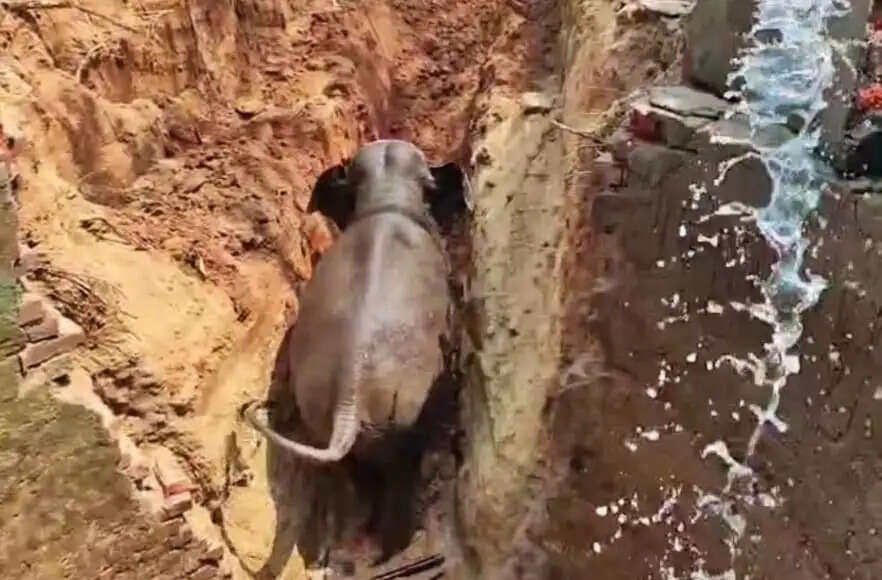 (अपडेट) कुएं में गिरे जंगली हाथी को सुरक्षित बाहर निकाला गया