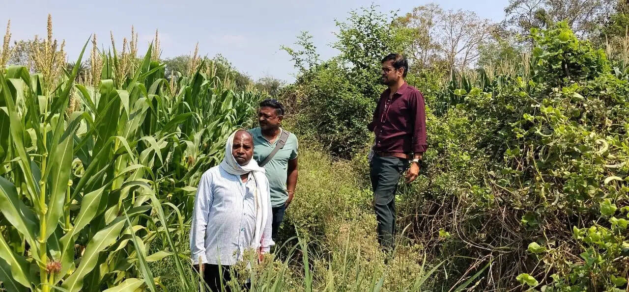 धमतरी जिले में अफीम की फसल ढूंढने निकले 300 अधिकारी-कर्मचारी, नहीं मिली खेती