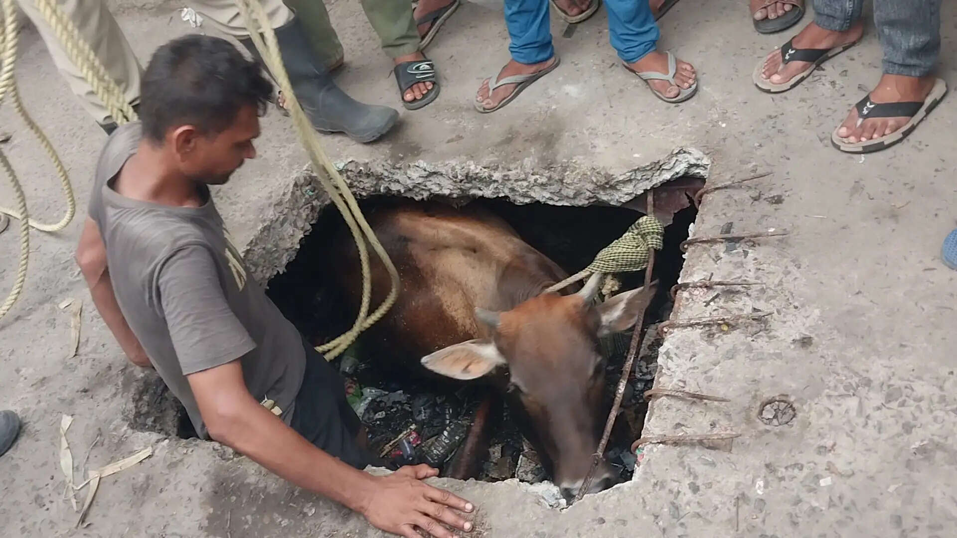 रिषड़ा में नाले में गिरी गाय का रेस्क्यू, स्थानीय लोगों और फायर ब्रिगेड ने बचाई जान