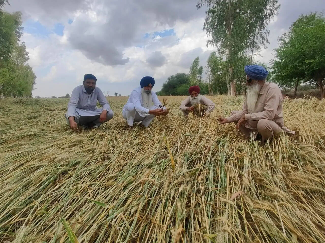 सिरसा: बरसात व ओलावृष्टि प्रभावित किसानों को मुआवजा दे सरकार : औलख