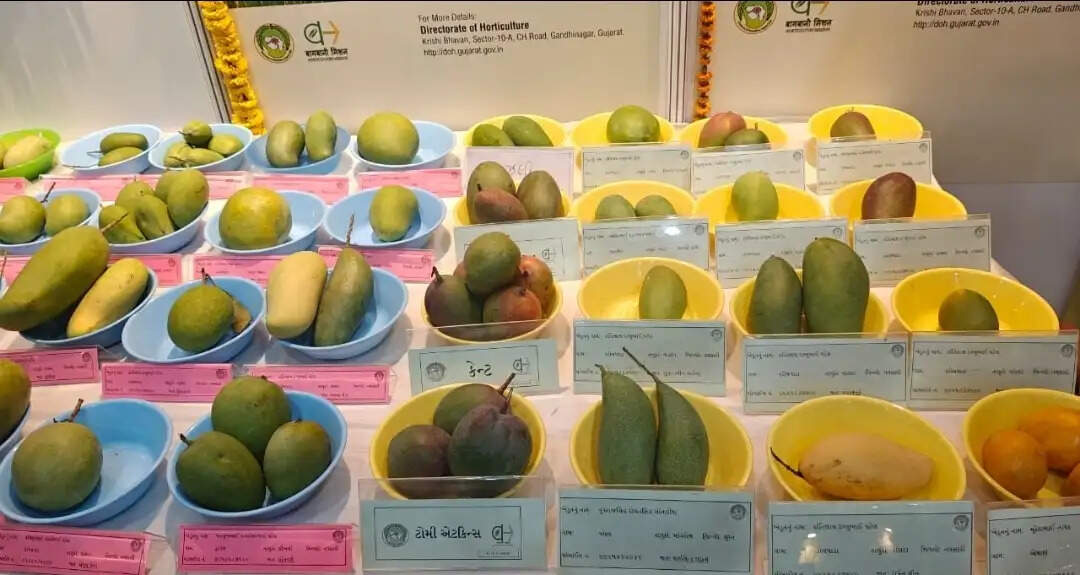 वाइब्रेंट गुजरात प्रदर्शनी में ‘मैंगो फेस्टिवल’ का जलवा, देश-विदेश की किस्में बनी आकर्षण का केंद्र