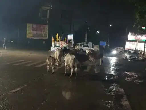 अनूपपुर: मवेशियों से सड़क दुघर्टना: ढाई वर्ष 24 हादसों में 10 मौत