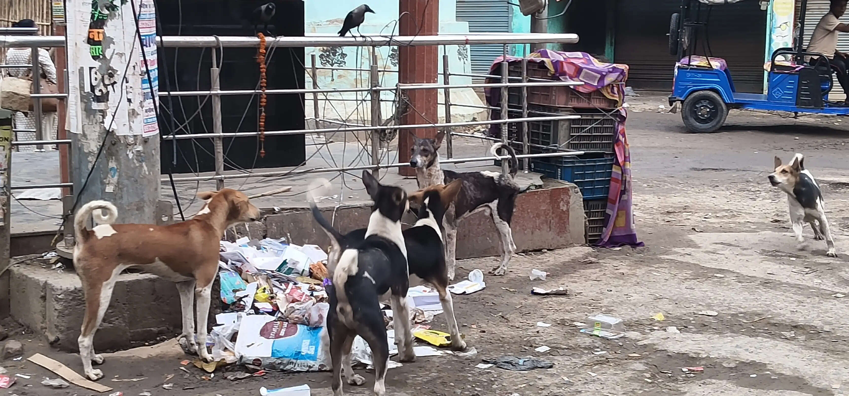 चौक-चौराहों पर आवारा कुत्तों का जमावड़ा, राहगीर बेहाल, मांस-मछली दुकानों के पास सबसे ज्यादा आतंक