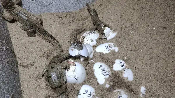 मुरैनाः अंडों से निकले घड़ियाल के 70 शावक, तीन वर्ष तक हेचरी में होगा पालन