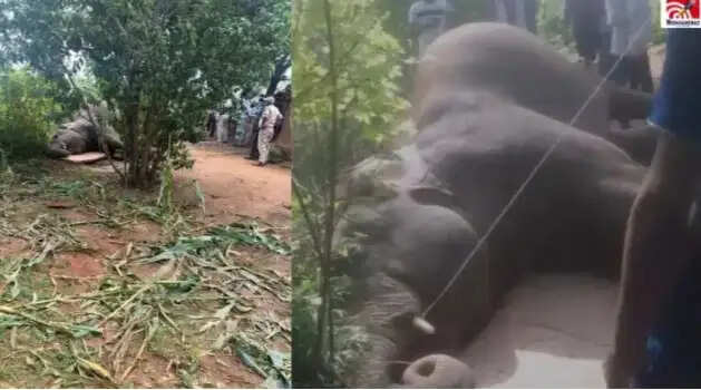 मऊगंज में करंट की चपेट में आने से मादा हाथी की मौत, सूंड में फंसा था बिजली का तार
