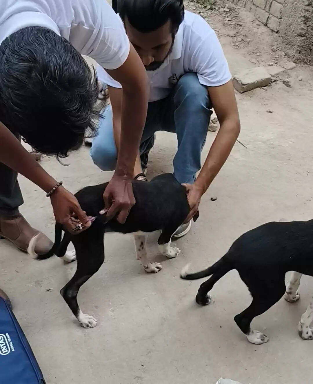 सीवान में आवारा कुत्तों पर बड़ी कार्रवाई: 90 प्रतिशत का हुआ एंटी-रेबीज टीकाकरण