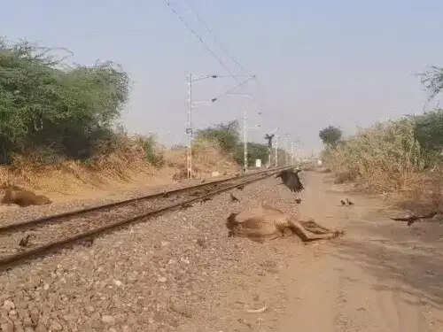 ट्रेन की चपेट में आए छह ऊंटों की मौत