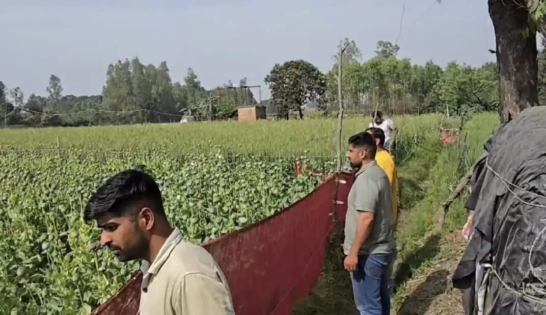 मृतक महिला के लाइसेंस पर अवैध अफीम की खेती, एएनटीएफ की छापेमारी में दो करोड़ की फसल बरामद