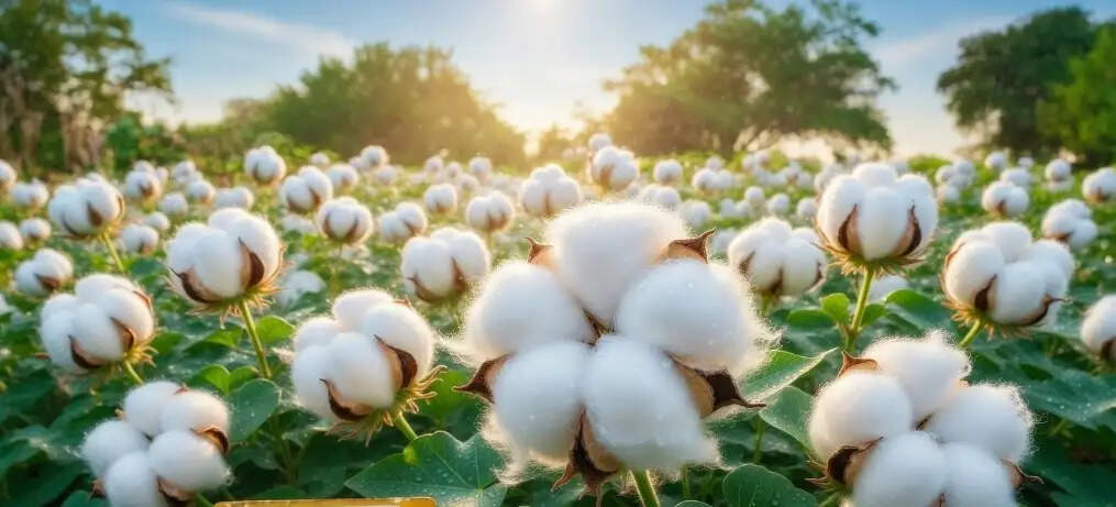 केंद्र ने सीसीआई को 1,718 करोड़ की एमएसपी फंडिंग की मंजूरी दी