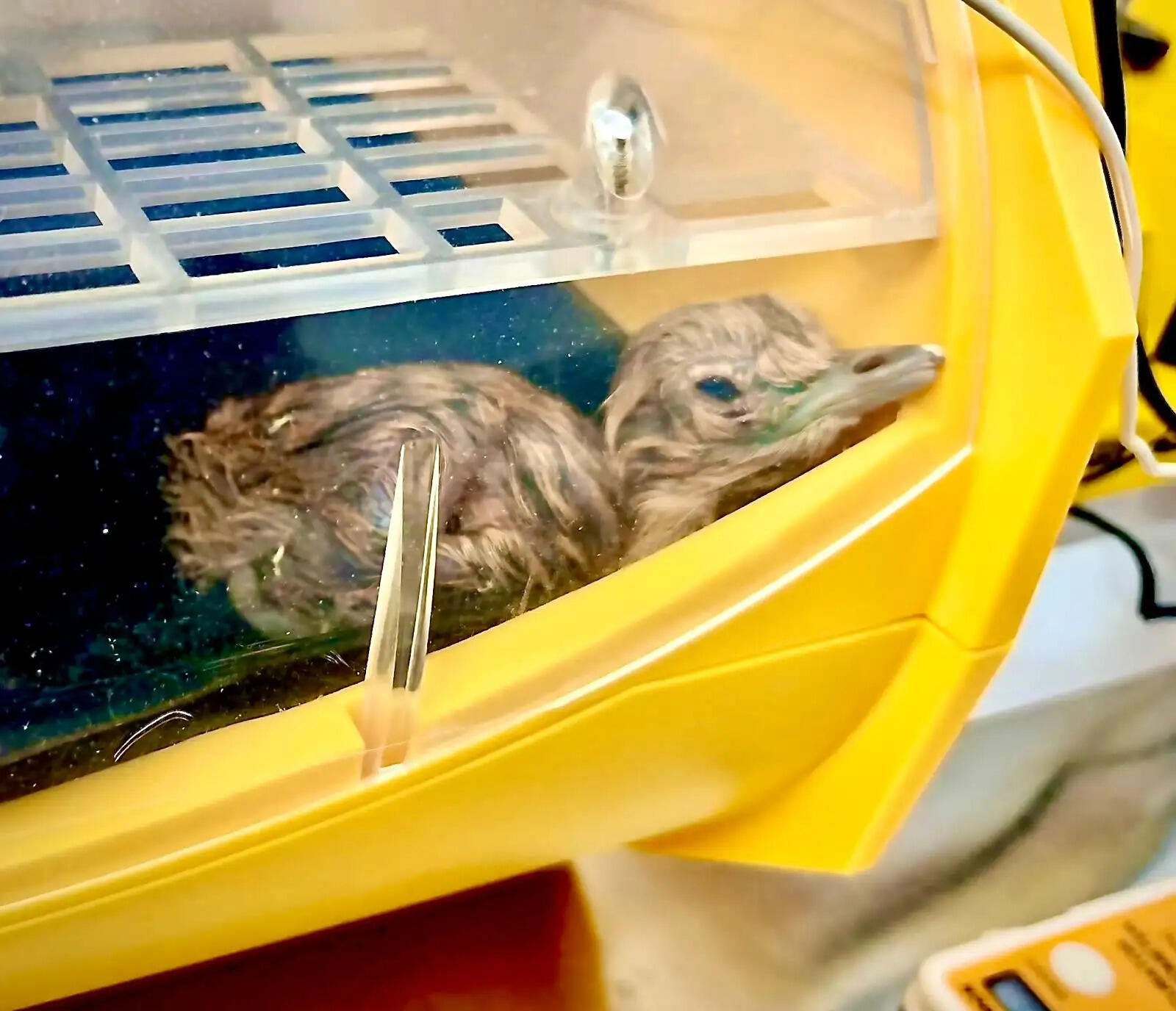 ग्रेट इंडियन बस्टर्ड ने दिए दो चूजों को जन्म, भूपेन्द्र यादव ने राजस्थान वन विभाग को दी बधाई