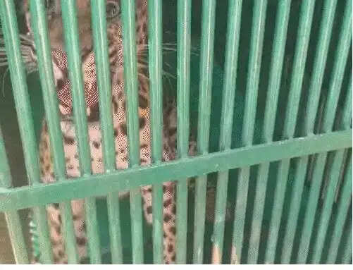 तीन सप्ताह बाद पिंजरे में कैद हुई मादा लेपर्ड