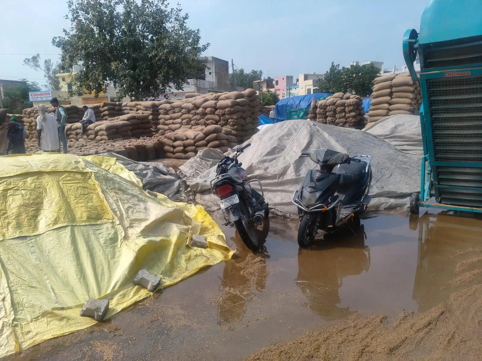 जींद : बारिश ने किसानों के अरमानों पर फेरा पानी, लाखों क्विंटल धान फसल भीगी