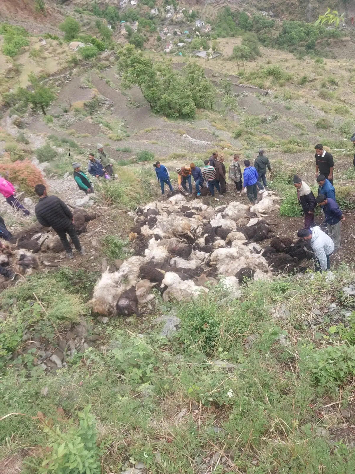 आकाशीय बिजली गिरने से चार साै से अधिक भेड़-बकरियों की माैत