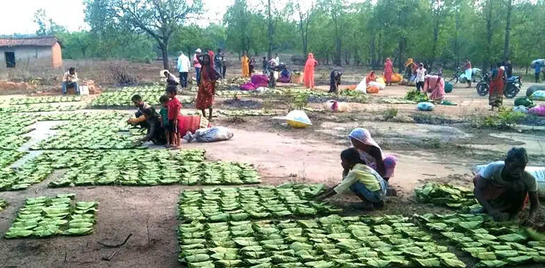 मप्र में महिला तेंदूपत्ता संग्राहकों के सशक्तिकरण के लिये संवेदनशील और दूरदर्शी नीतियां : मुख्यमंत्री डॉ. यादव