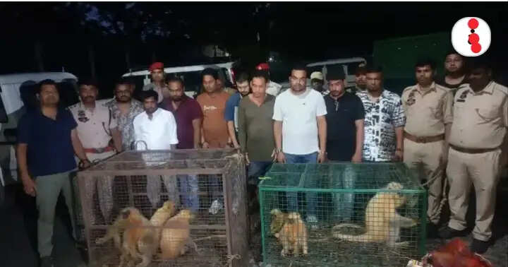 असम में वन्यजीव तस्करी गिरोह का भंडाफोड़, आठ स्वर्ण लंगूर बचाए गए, नौ गिरफ्तार
