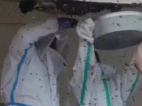 पीपीई किट पहन प्रिंसिपल ने पांच घंटे की मशक्कत में हटाए मधुमक्खियों के छत्ते