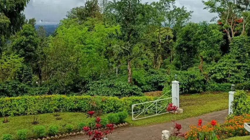 मध्य प्रदेश का नया पर्यटन हॉटस्पॉट बना कुकरू, बादलों, कॉफी बागानों और हरियाली का अनोखा संगम