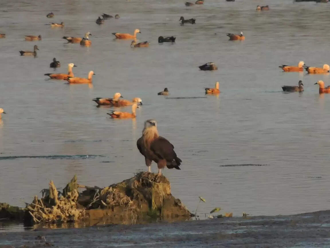 उत्तराखंड में एशियन वाटरबर्ड सेंसस संपन्न, असन वेटलैंड में पक्षियाें की 126 प्रजातियां हुई दर्ज