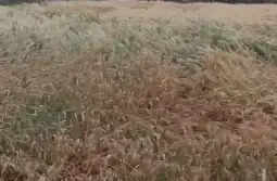 उत्तर प्रदेश में बारिश से फसलों को भारी नुकसान, आकाशीय बिजली से तीन लोगों की मौत