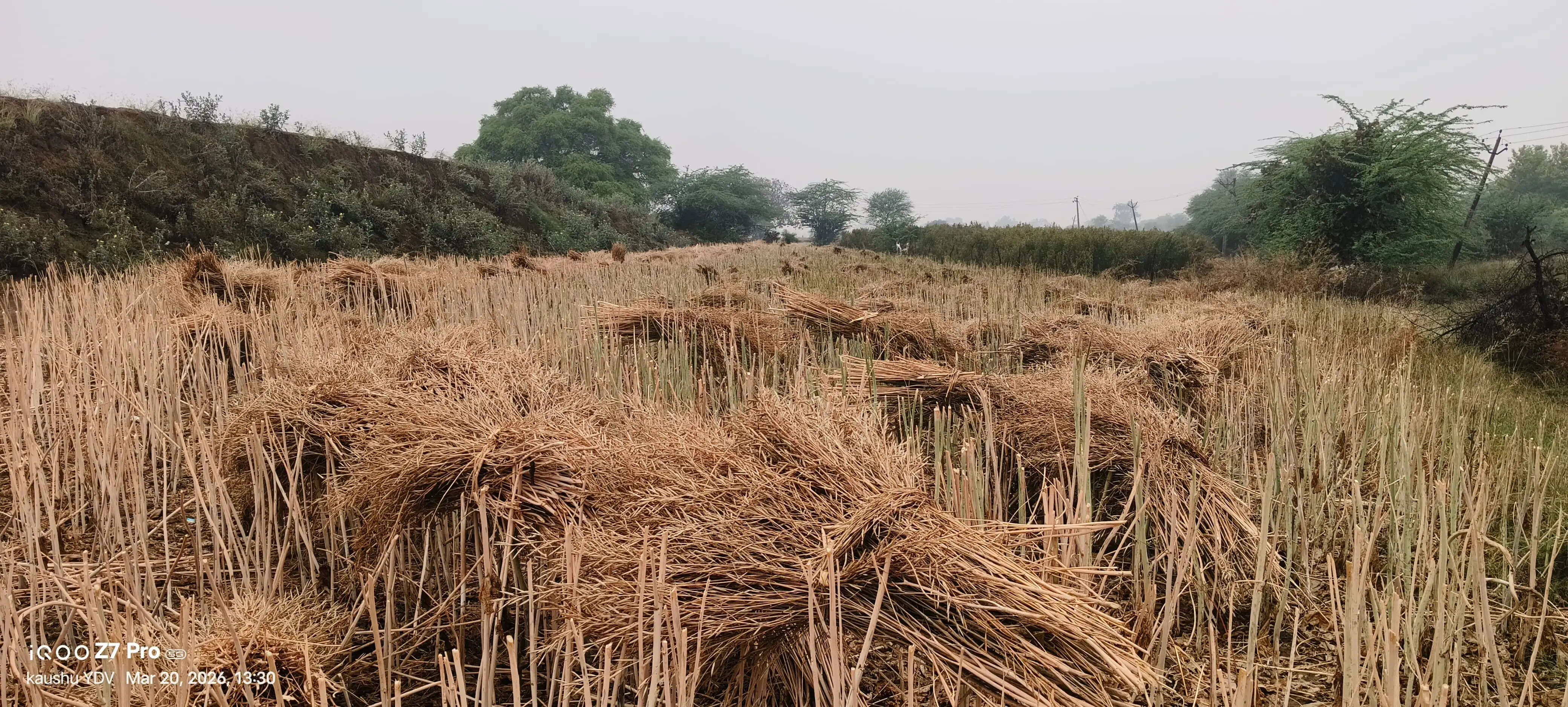 बारिश से दलहनी एवं तिलहनी फसलों की कटाई व कतराई थमी