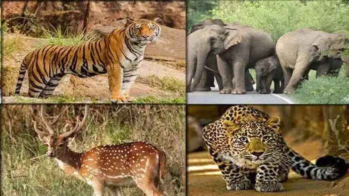 जयपुर वन मंडल में वन्यजीव गणना शुक्रवार से प्रारम्भ