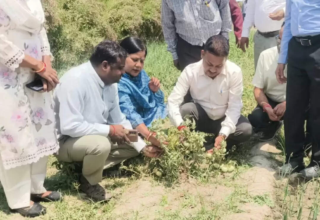 हरी खाद का उपयोग करें और सहफसली खेती अपनाकर आय बढ़ाएं किसान : डॉ. वीके त्रिपाठी