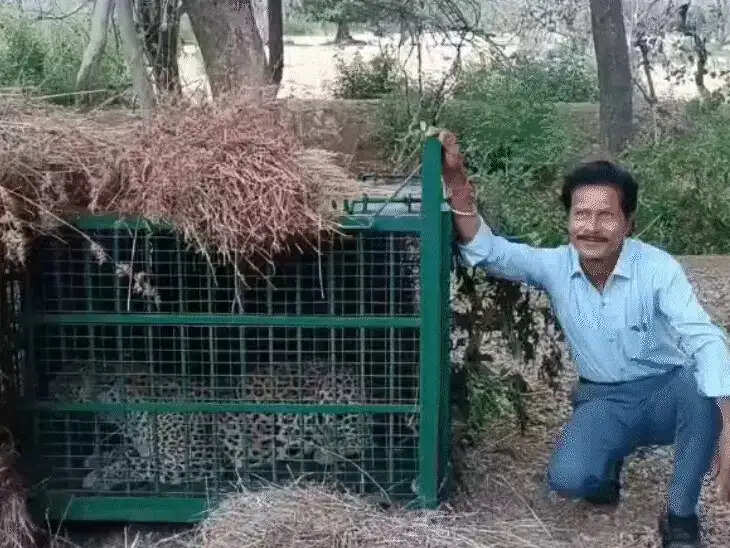 तीन दिन बाद पिंजरे में कैद हुआ लेपर्ड