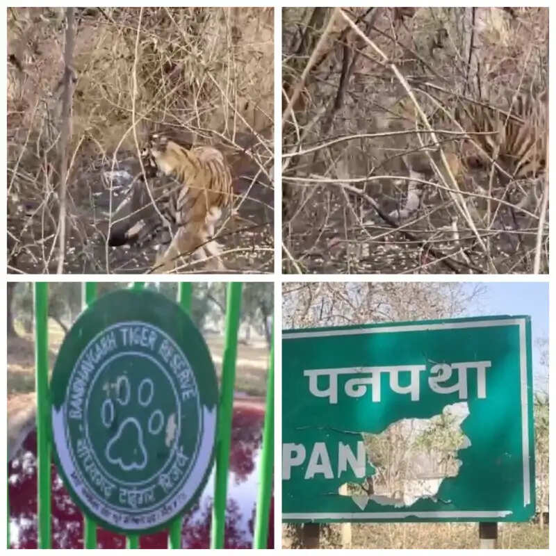 महुआ बीन रहे ग्रामीण का थैला उठाकर जंगल में चला गया बाघ, वीडियो वायरल