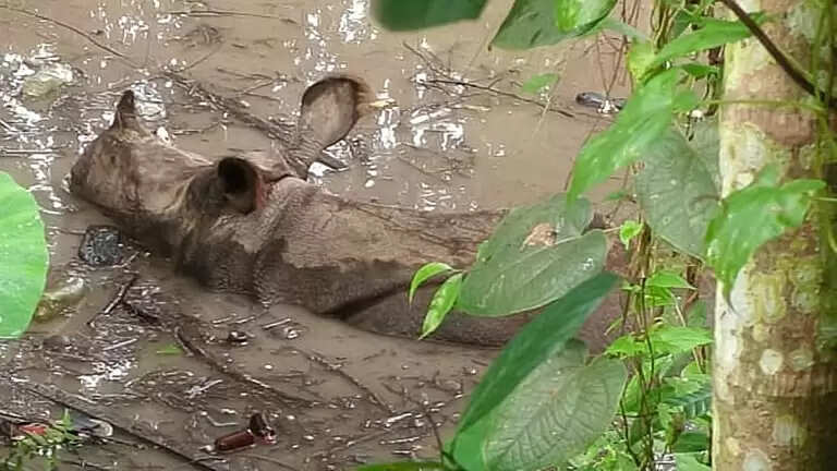 असम में बाढ़ के बीच पोबितोरा अभयारण्य में वयस्क गैंडे की मौत
