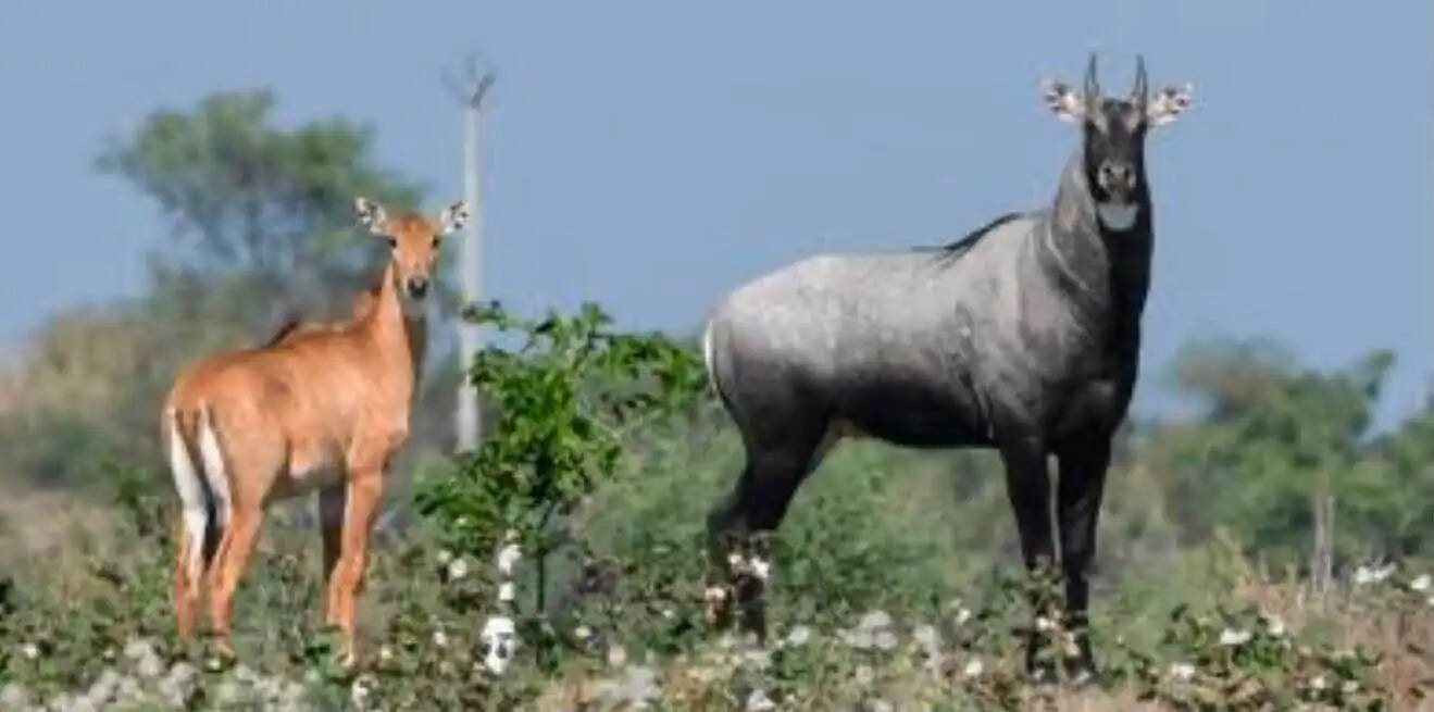 बक्सर में नीलगाय के बढ़ते आतंक से ग्रामीण परेशान, हजारों हेक्टयर फसल हो रही है बर्बाद