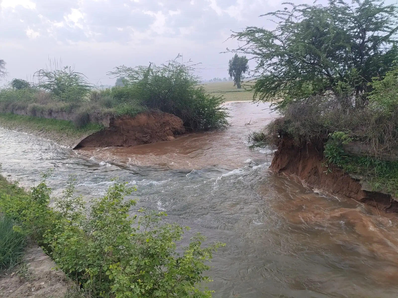 सिरसा: शेरांवाली माइनर टूटने से 50 एकड़ फसल को नुकसान