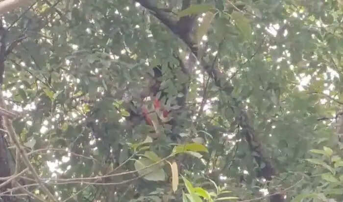 चोरी के बाद पेड़ पर चढ़ा चोर, घंटों मशक्कत के बाद पुलिस ने उतारा