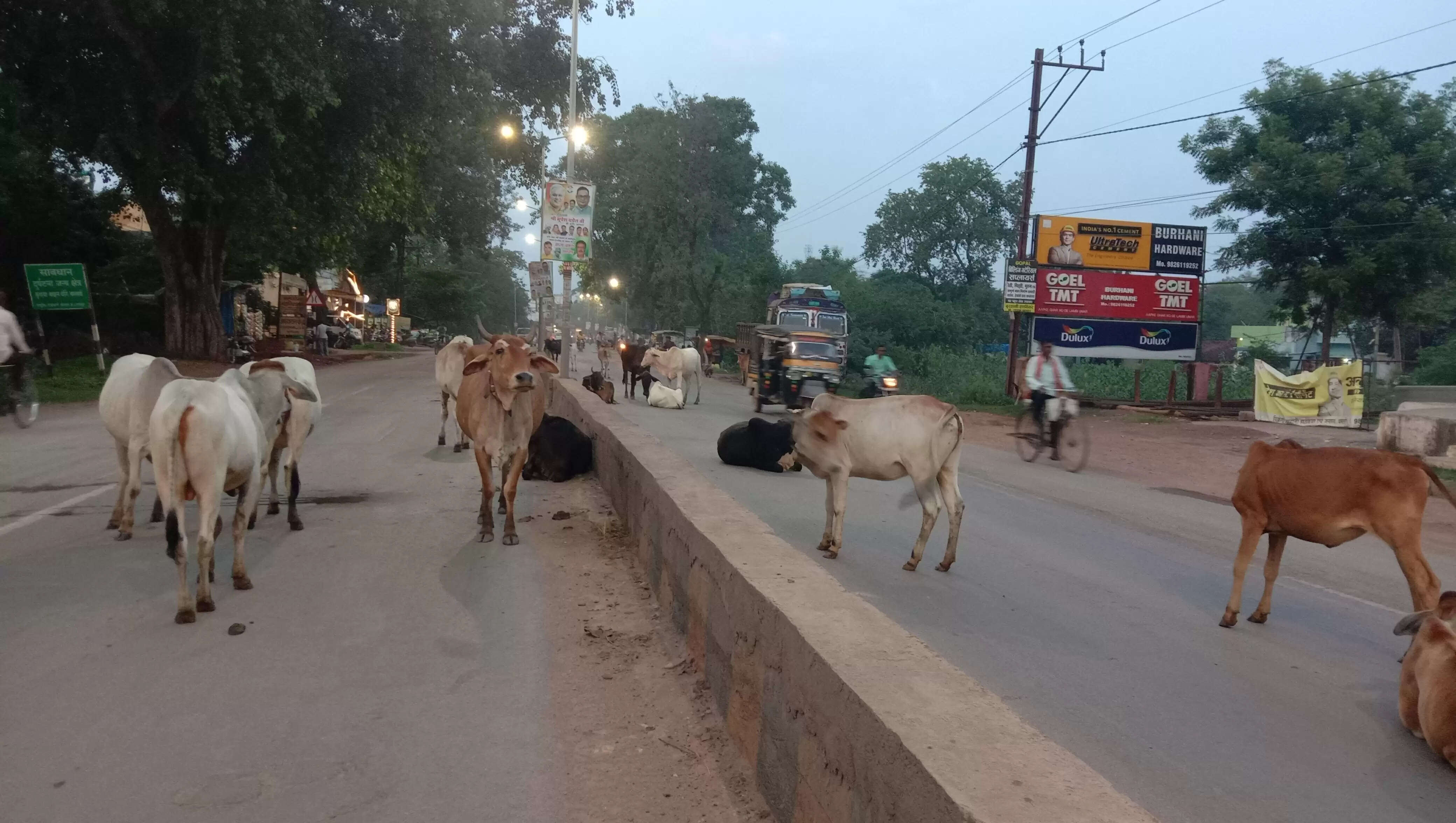 सड़कों पर फिर बढ़ा मवेशियों का जमावड़ा, धरपकड़ अभियान ठप होने से लोगों की परेशानी बढ़ी