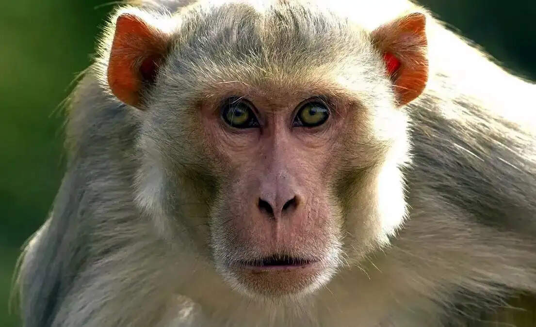 होटल की खिड़की से गिरकर तीन वर्षीय बालक गंभीर घायल