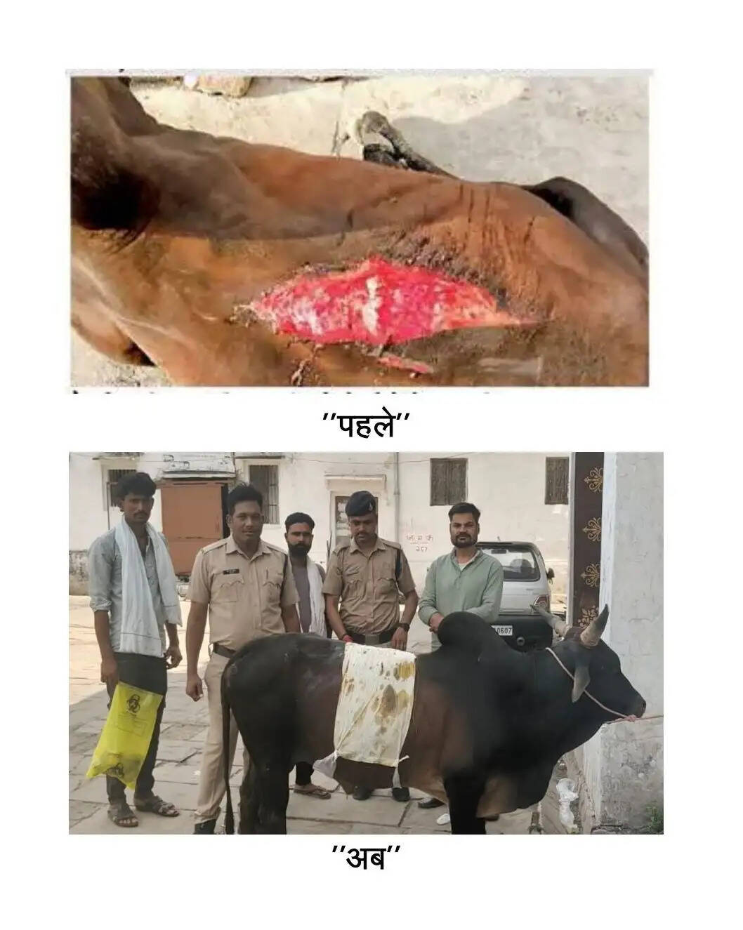 अशोकनगर: खाकी का अनुकरणीय चेहरा, तड़पते बेजुबान बैल के लिए देवदूत बनी पुलिस!