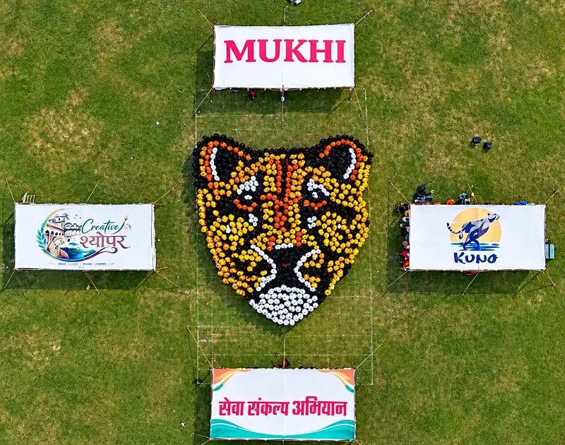 मप्र में ह्यूमन रंगोली अंतर्गत एक हजार महिलाओं और छात्राओं ने बनाई मादा चीता मुखी की विशाल प्रतिकृति