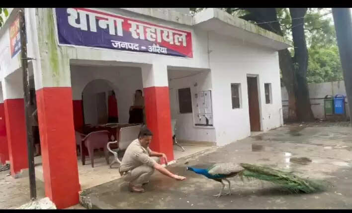 थानेदार और मोर की अनोखी दोस्ती बनी चर्चा का विषय, वायरल वीडियो ने जीता लोगों का दिल