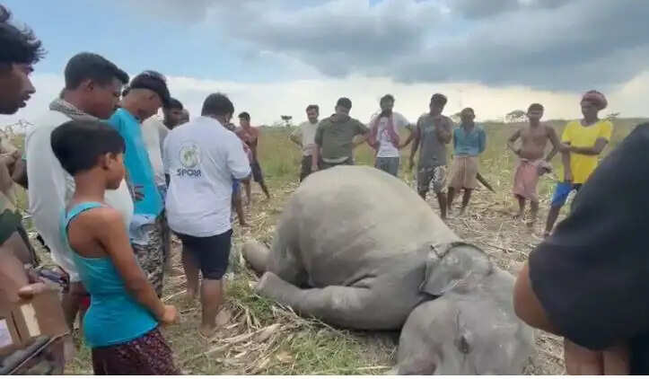तीस्ता नदी के किनारे से हाथी का शव बरामद