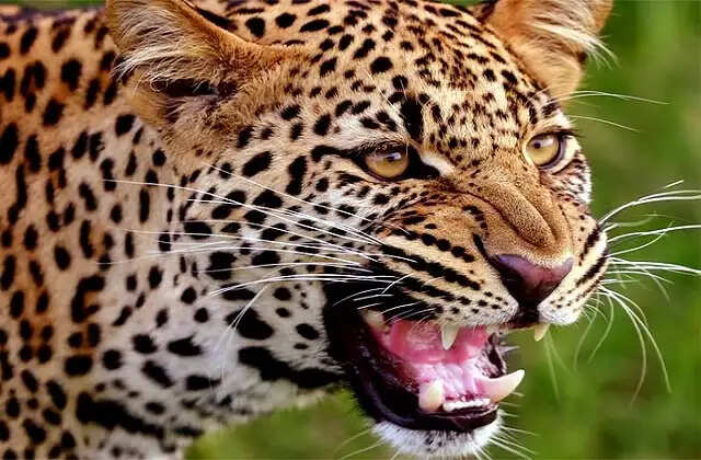 मुरादाबाद के खेतों में एआई रखेगा तेंदुओं पर 24 घंटे नजर