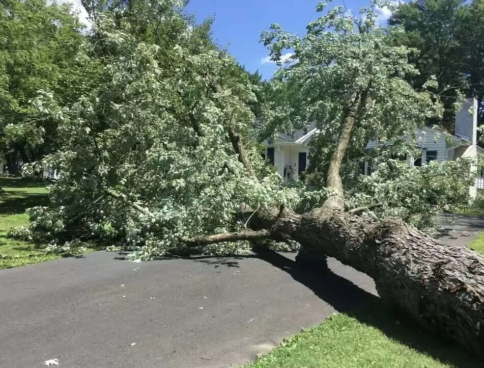 स्कूटी सवार दो बहनों पर गिरा पेड़, एक की मौत
