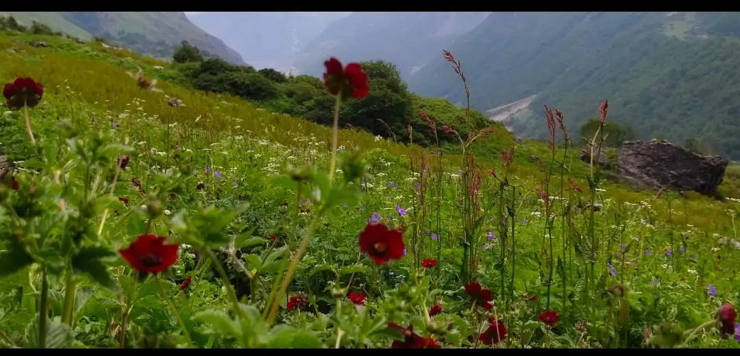 पर्यटकों से गुलजार हुई फूलों की घाटी, 40 दिन में टूटा रिकॉर्ड