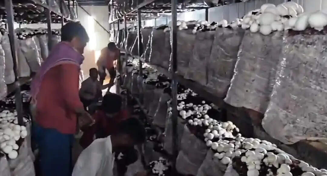 यूपी में मशरूम की खेती के प्रति बढ़ता किसानों का रुझान, अयोध्या के उत्सव ने डेढ़ लाख से खड़ा किया करोड़ों का कारोबार