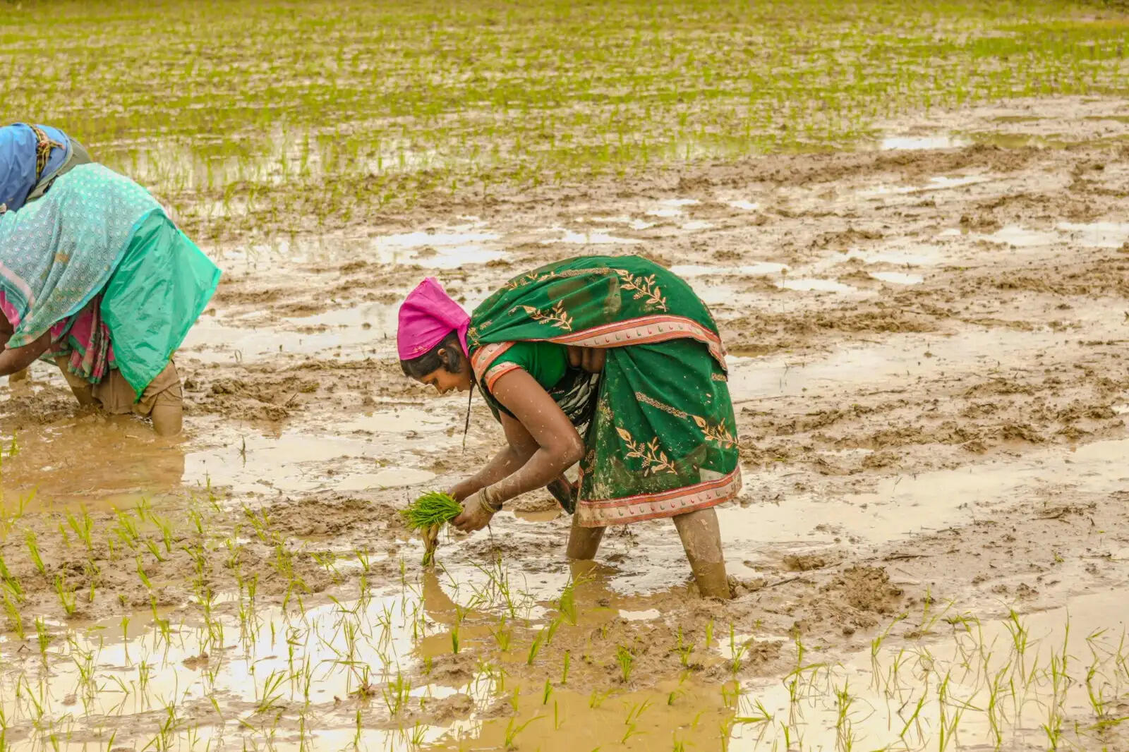कोरबा : झमाझम बारिश से दूर हुई किसानों की चिंता, समय पर खाद-बीज ने बढ़ाया अन्नदाताओं का विश्वास