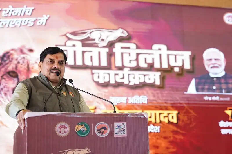 बुंदेलखंड में गूंजी चीतों की दहाड़, वीरांगना दुर्गावती टाइगर रिजर्व बना प्रदेश का तीसरा चीता आवास